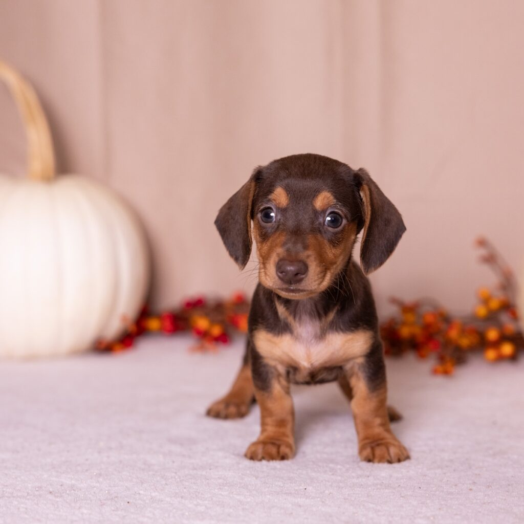 chocolate and tan mini dachshund for sale pa