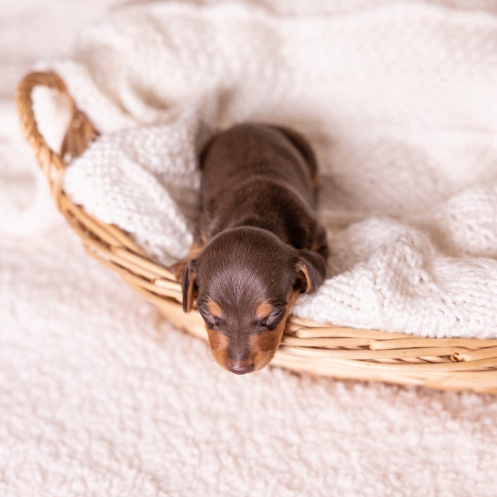 chocolate and tan mini dachshund for sale pa