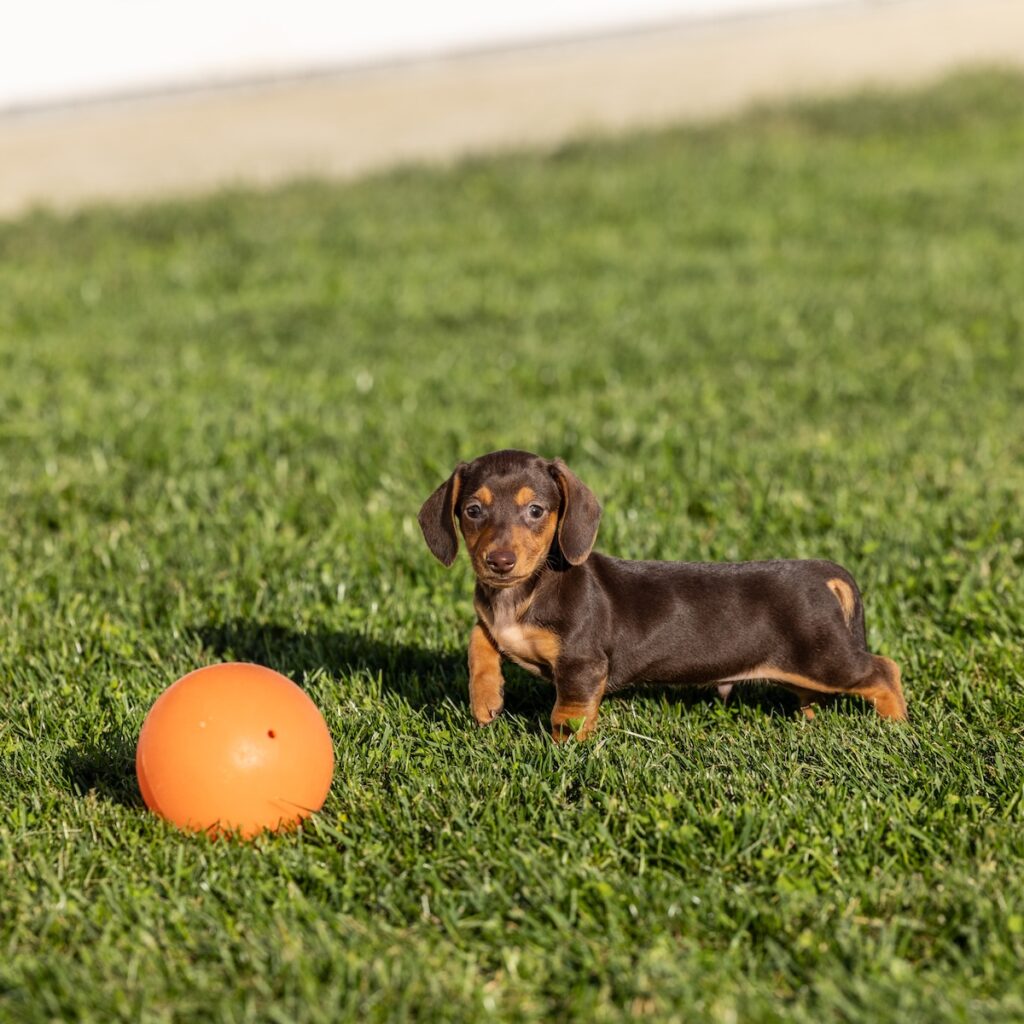 chocolate and tan mini dachshund for sale pa