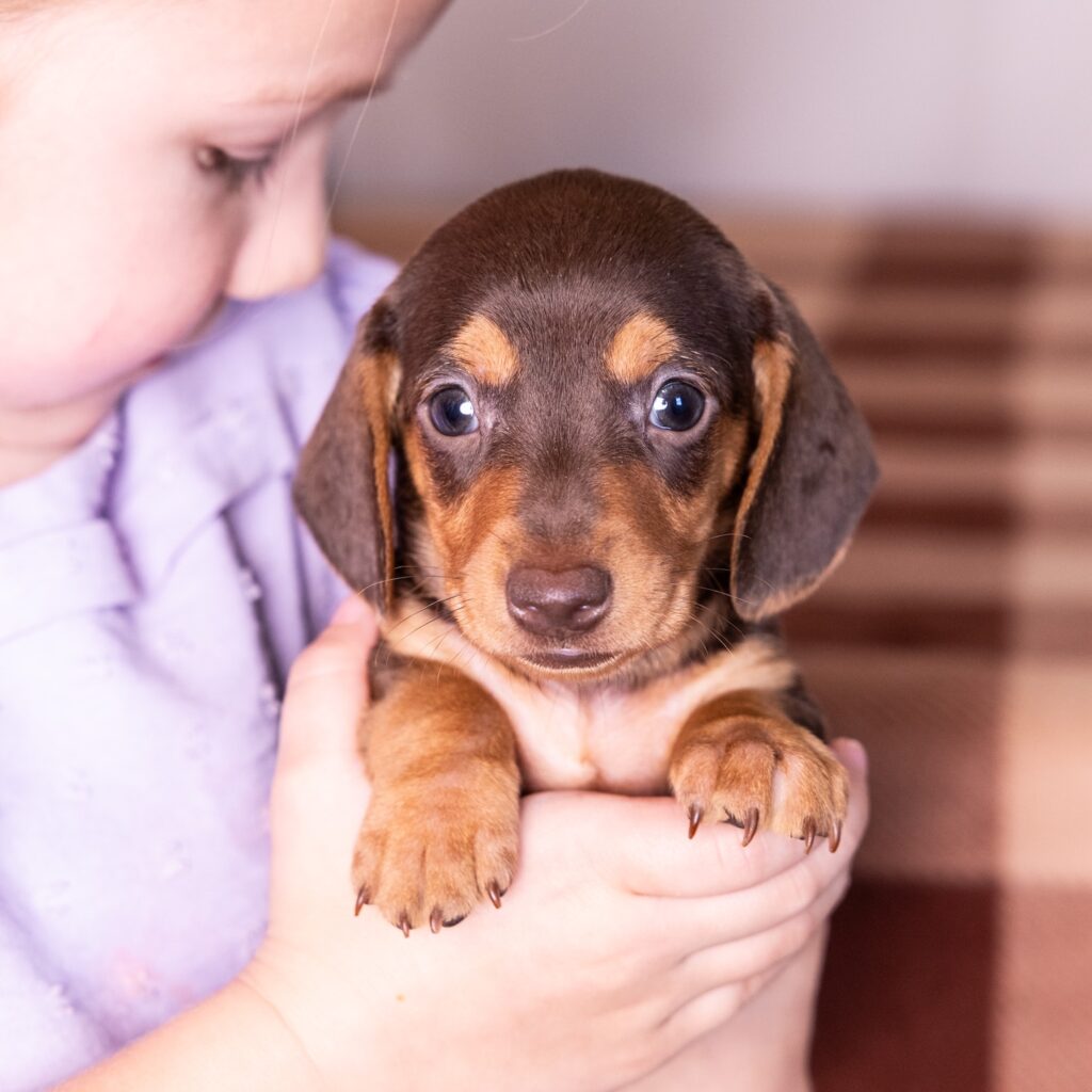 chocolate and tan mini dachshund lancaster pa