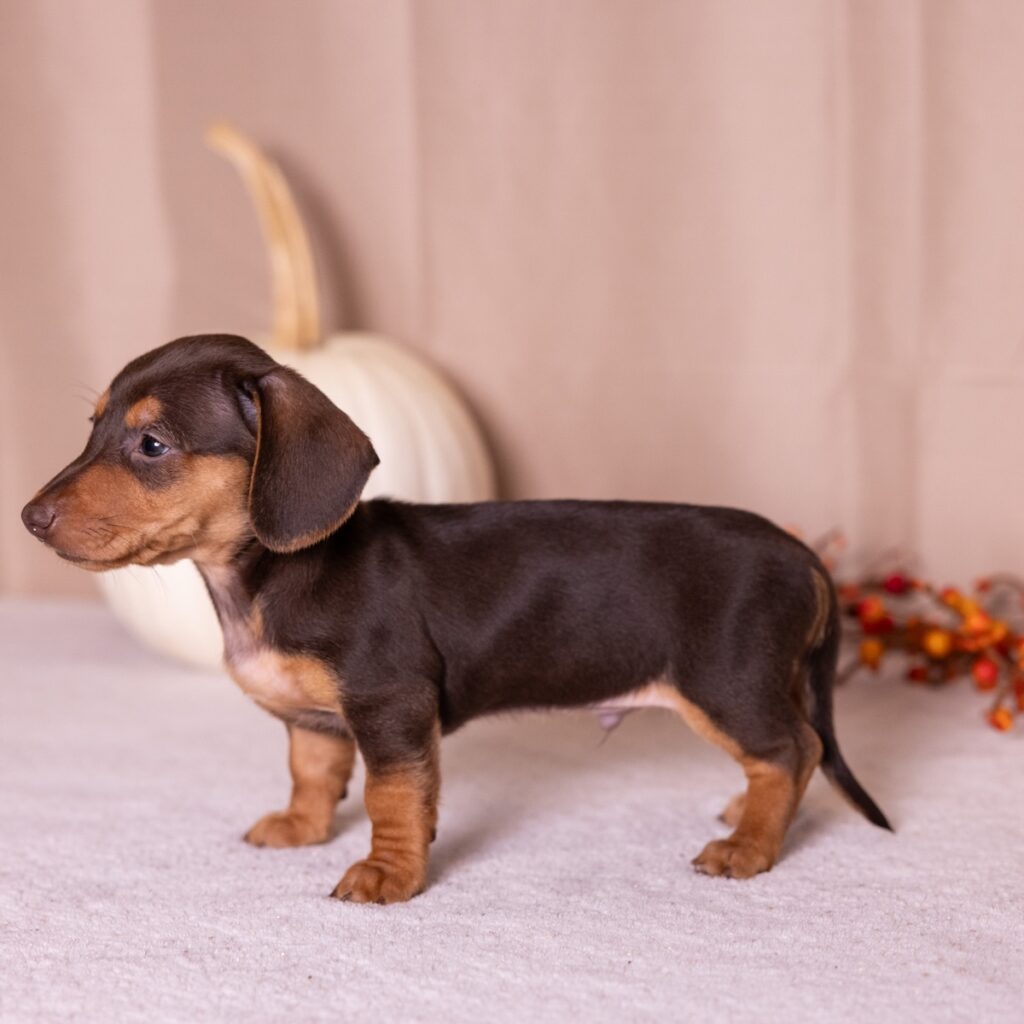 chocolate and tan mini dachshund pa