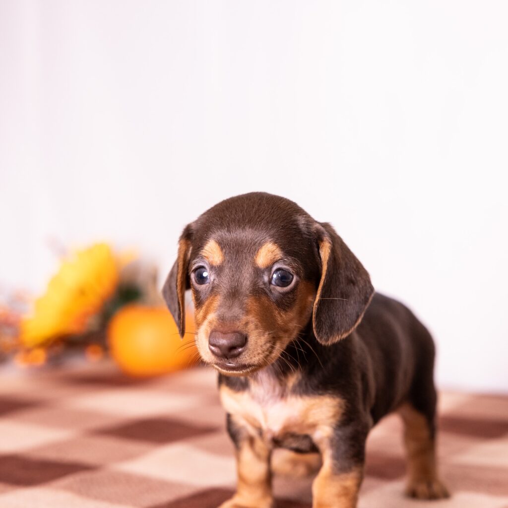 chocolate and tan mini dachshund pa
