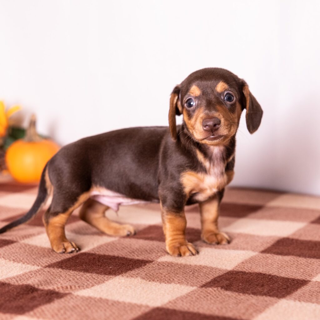 chocolate and tan mini dachshund puppies