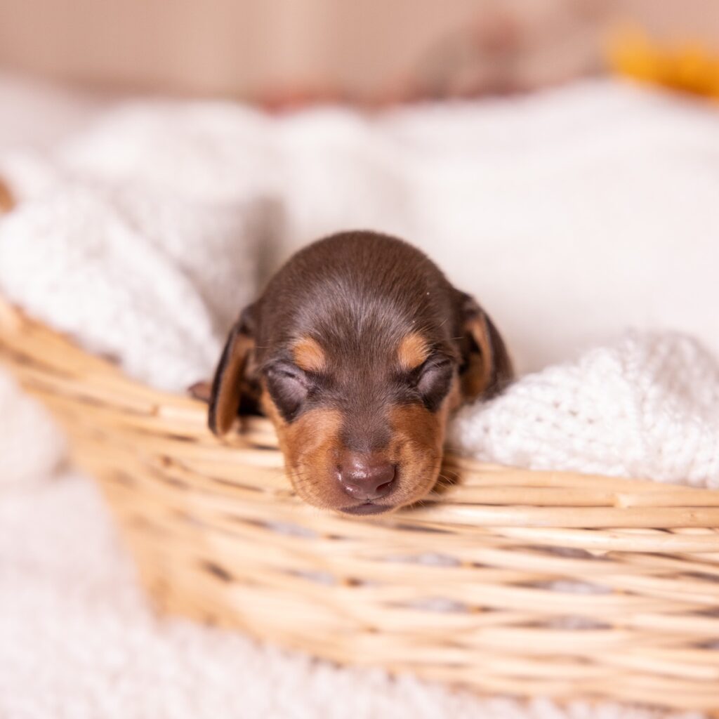 chocolate and tan mini dachshund puppies