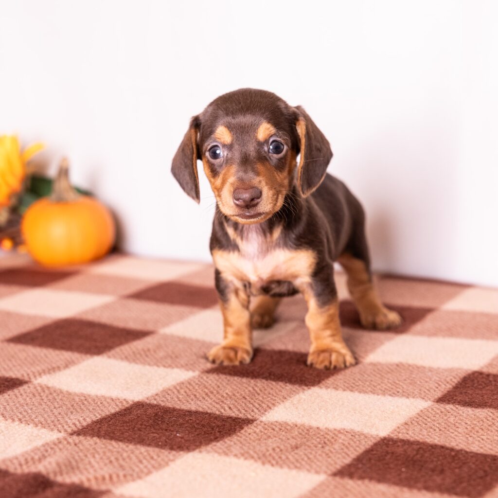 chocolate and tan mini dachshund puppy