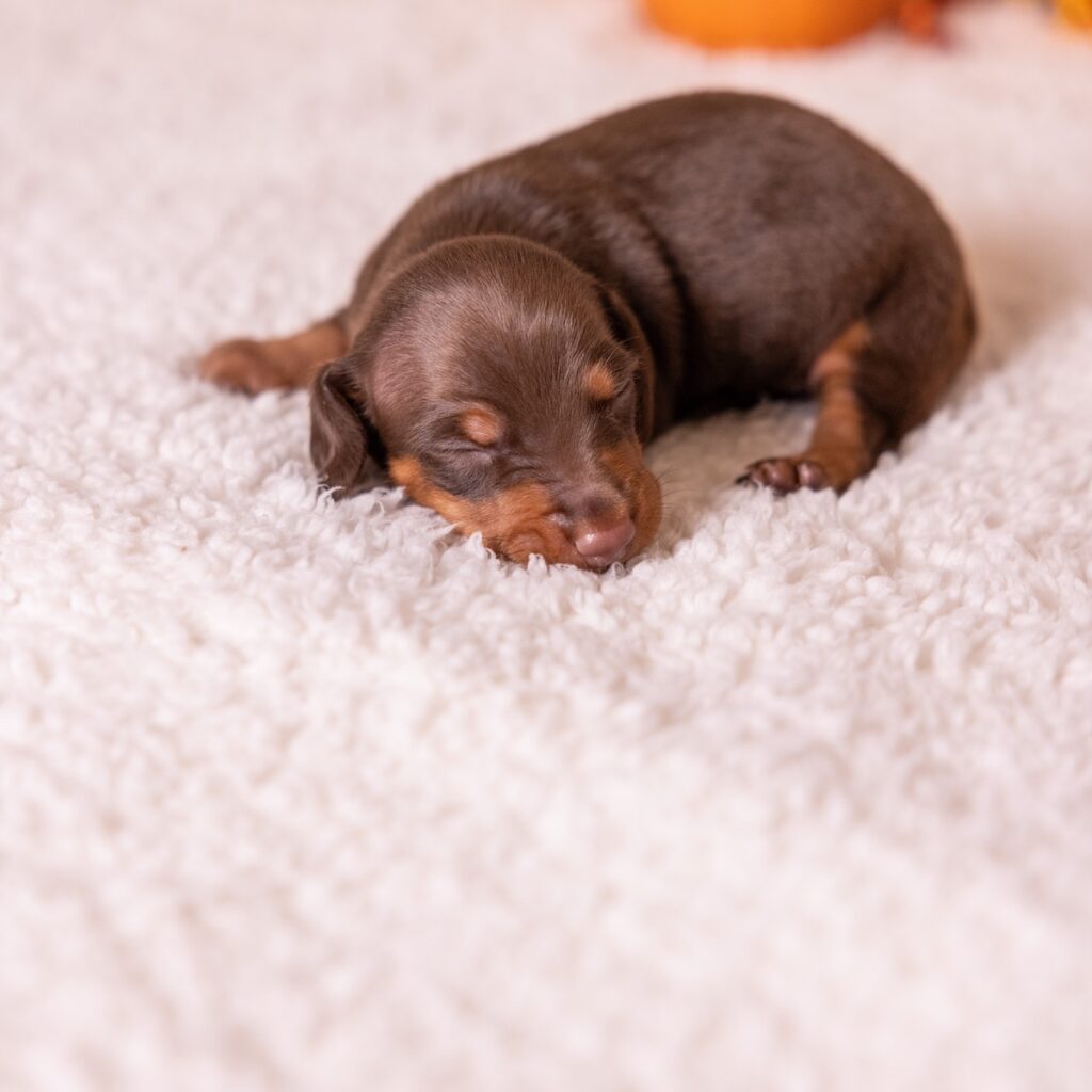 dachshund chocolate and tan