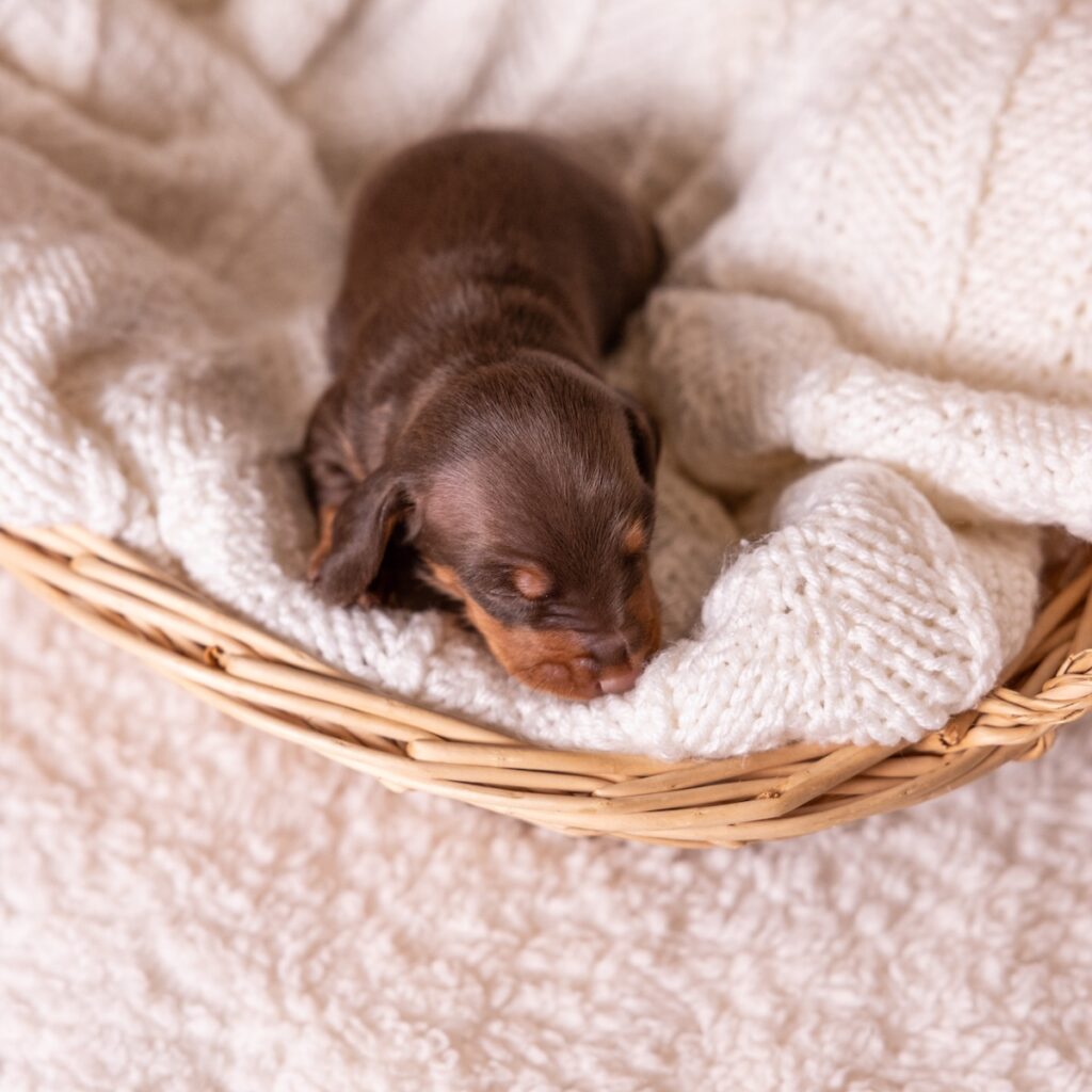 dachshund chocolate and tan for sale near me