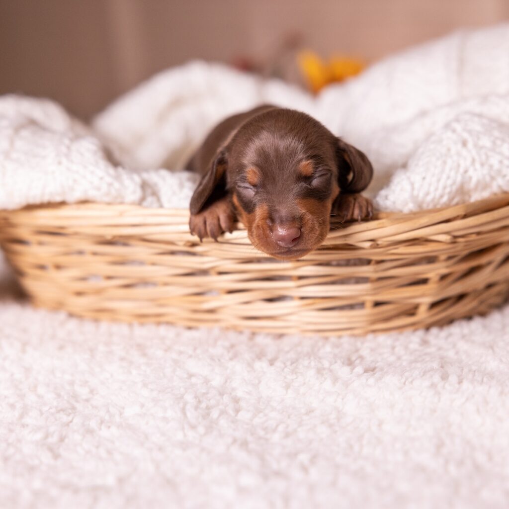 dachshund chocolate and tan for sale near nj