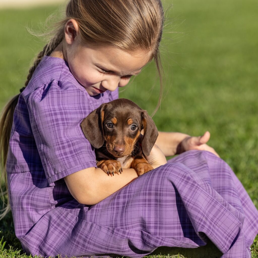 dachshund chocolate and tan for sale pa