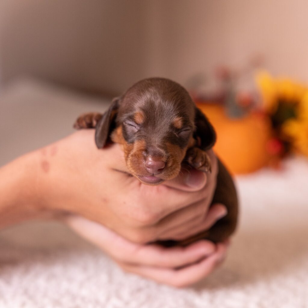 dachshund chocolate and tan puppies for sale