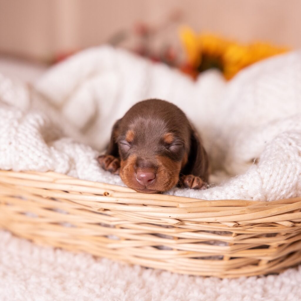 dachshund chocolate and tan puppy for sale pa
