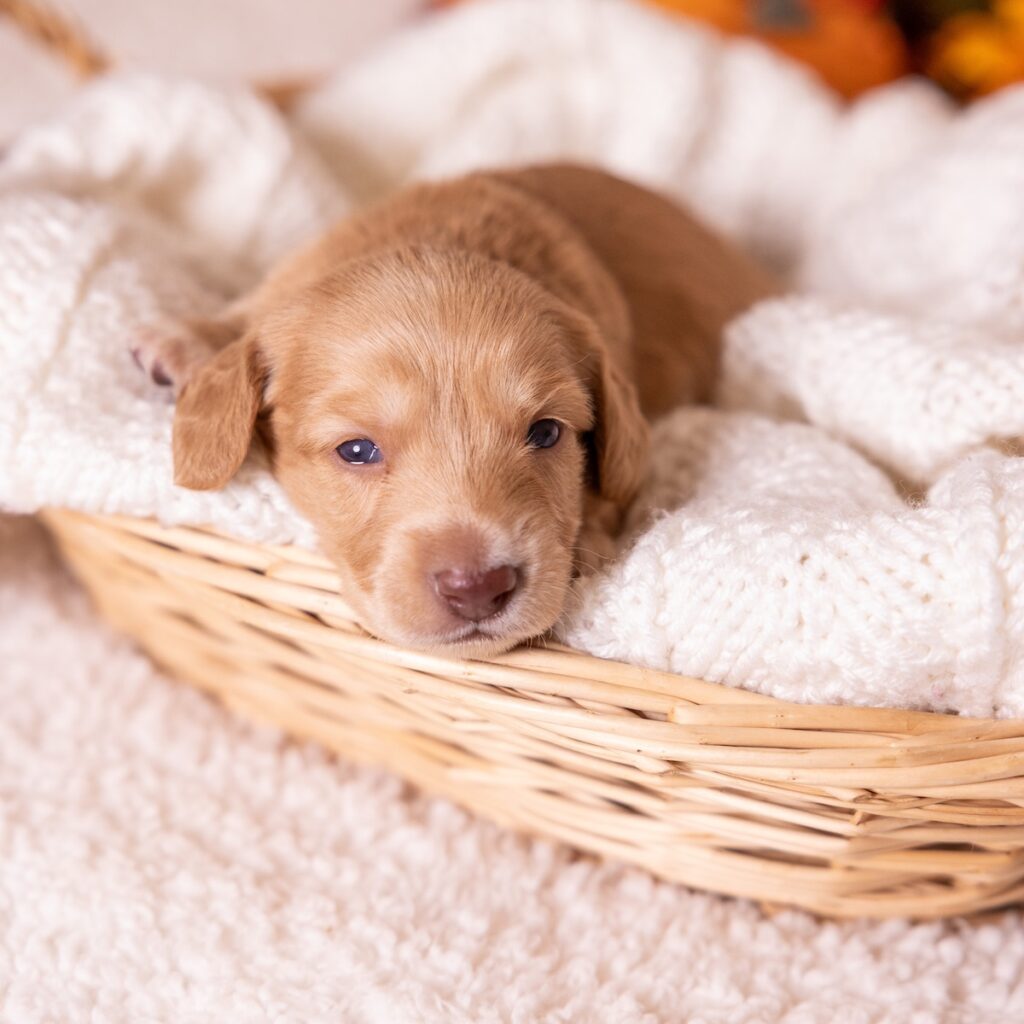 dachshund red