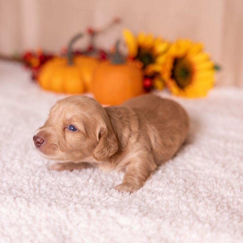 dachshund red puppies