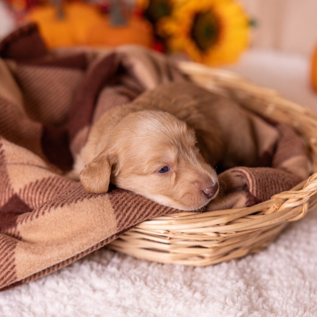 dachshund red puppies for sale