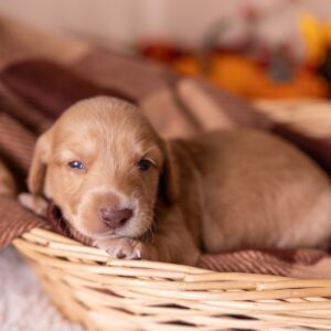 dachshund red puppies for sale pa