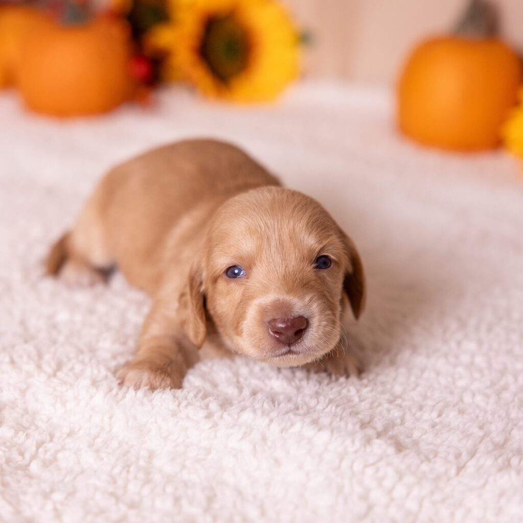 dachshund red puppy
