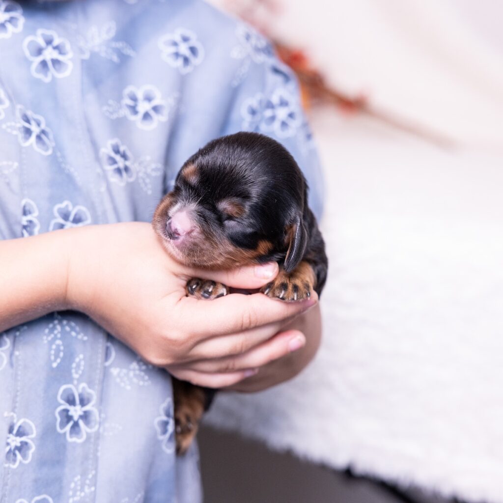 king charles cavalier black and tan