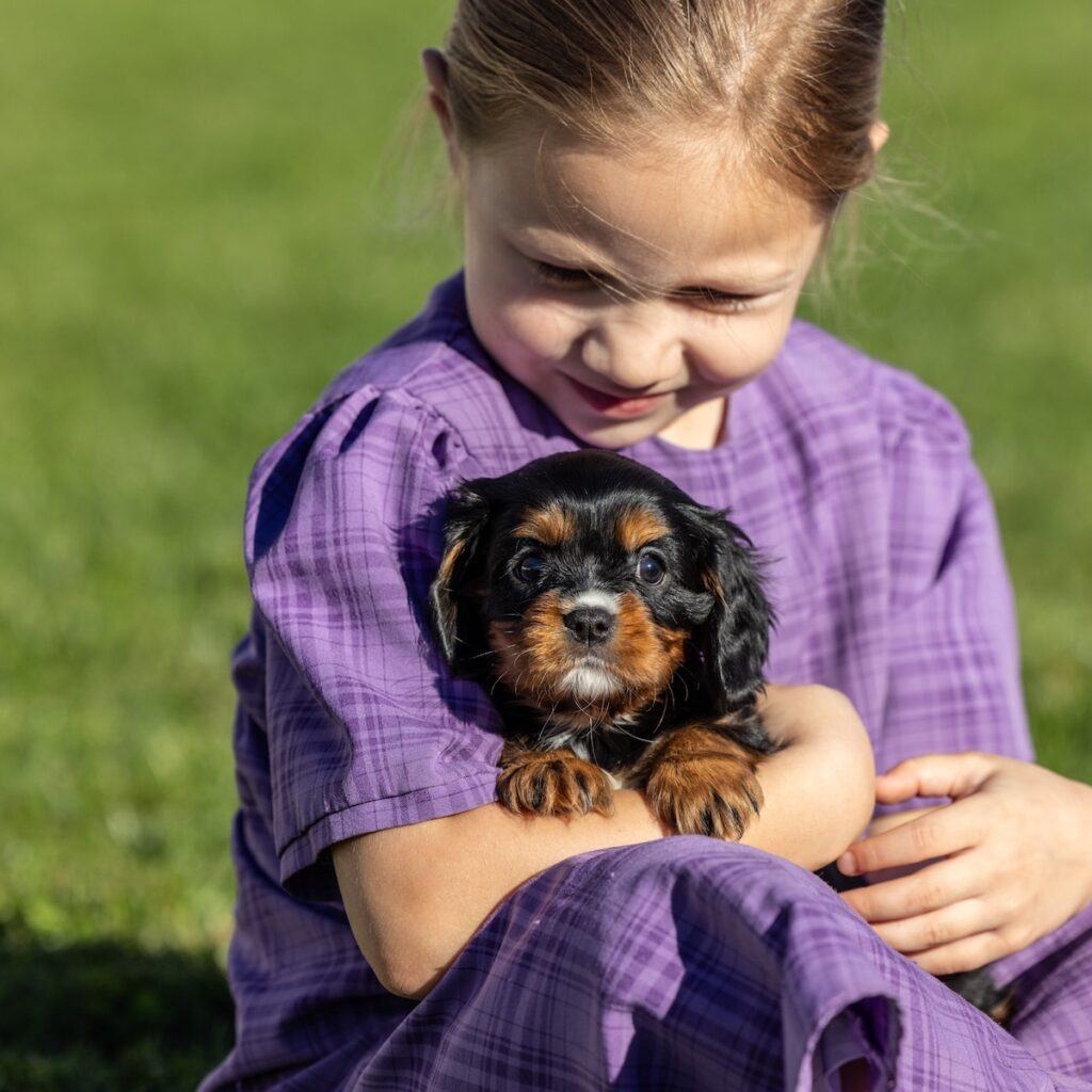 king charles cavalier black and tan