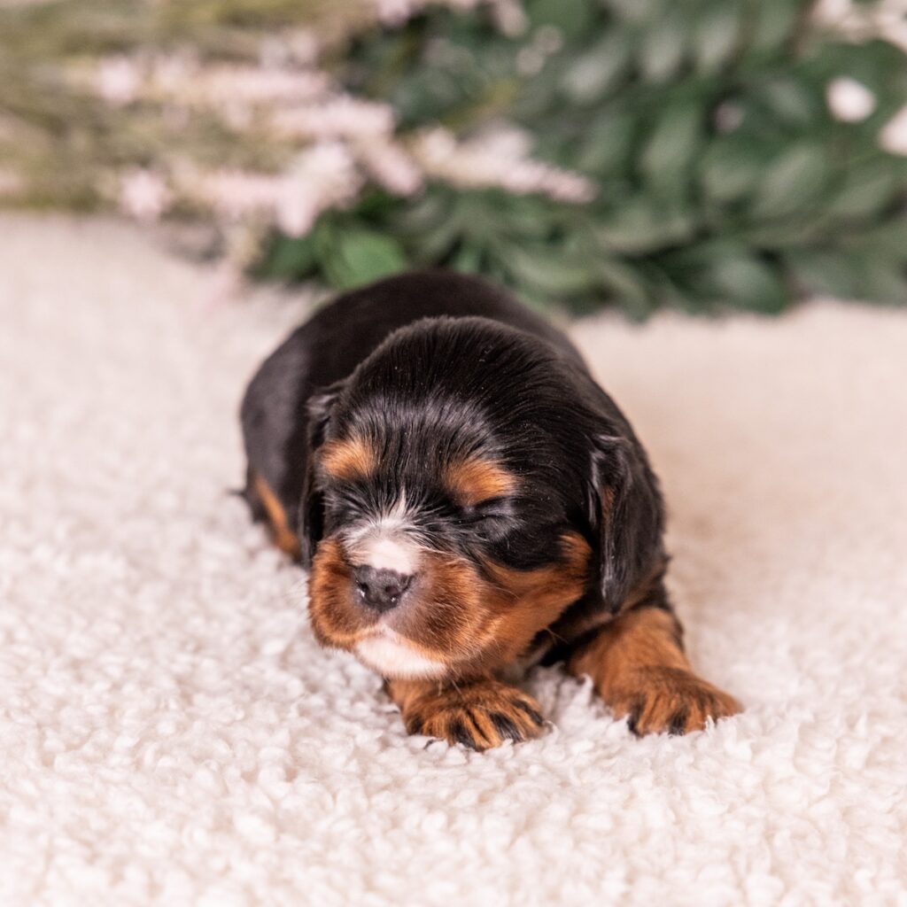 king charles cavalier black and tan for sale