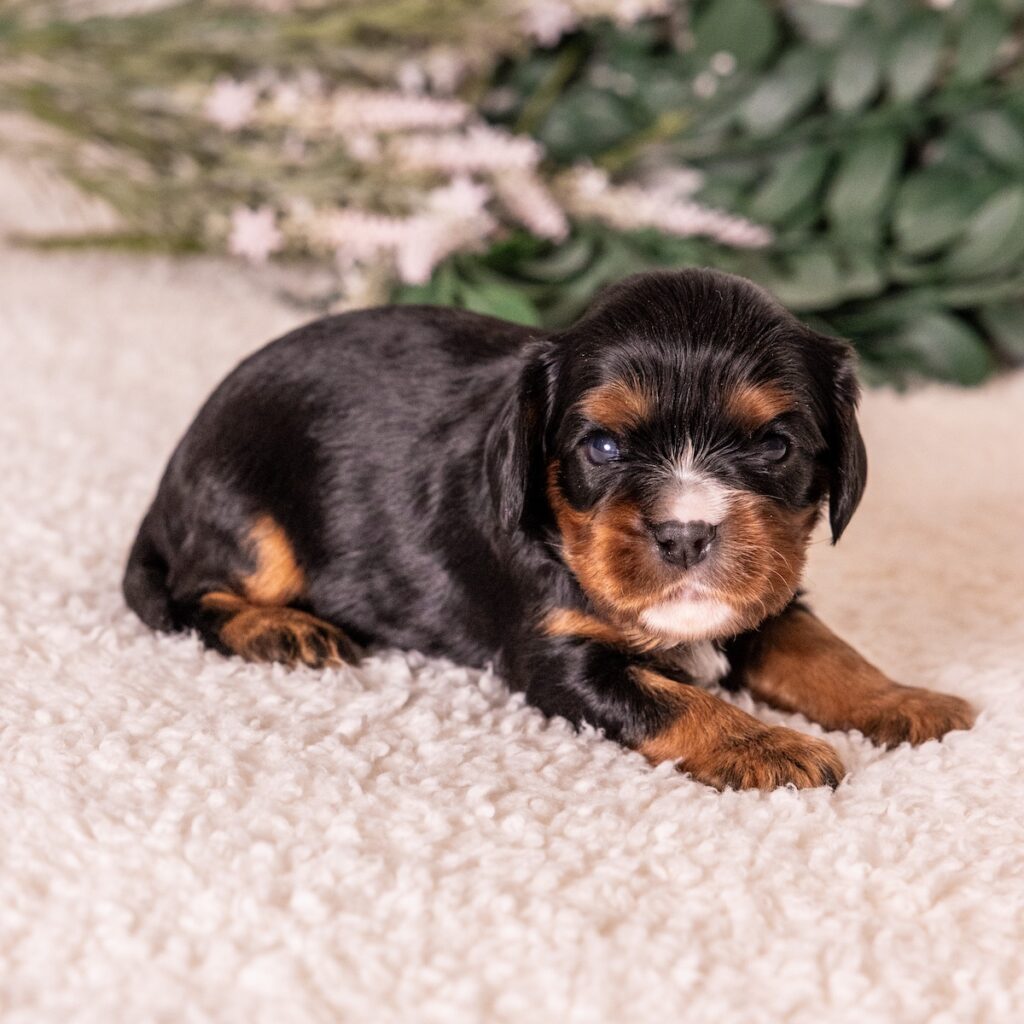 king charles cavalier black and tan for sale near me_