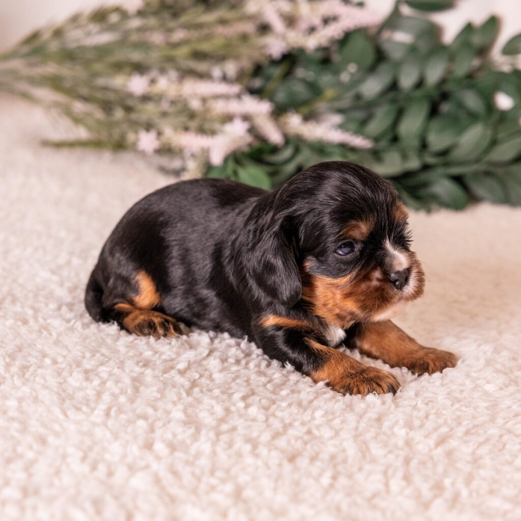 king charles cavalier black and tan for sale pa