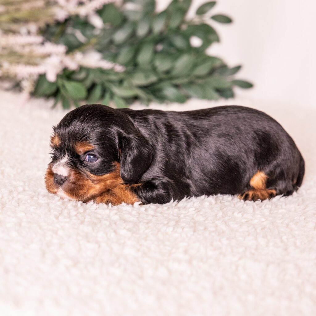 king charles cavalier black and tan puppies