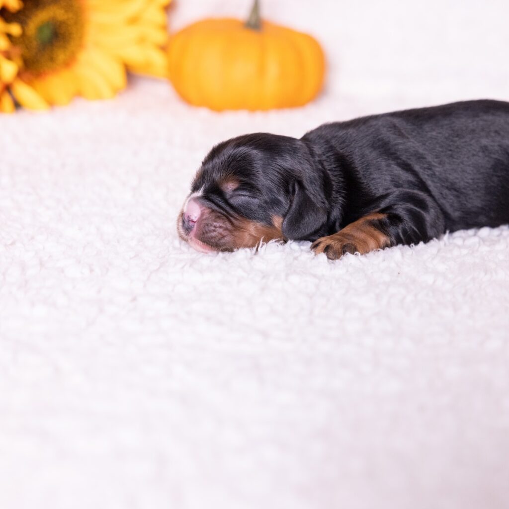 king charles cavalier black and tan puppies for sale