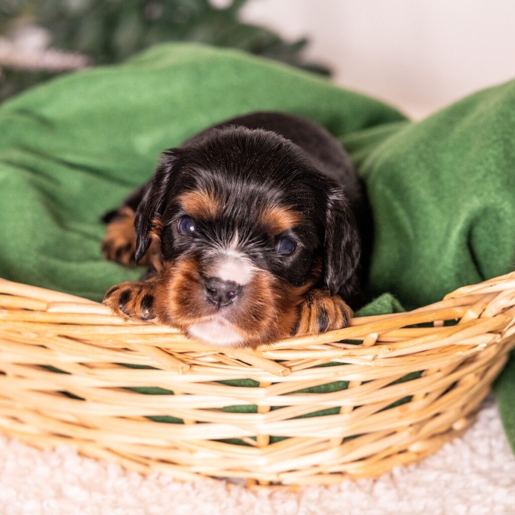 king charles cavalier black and tan puppy