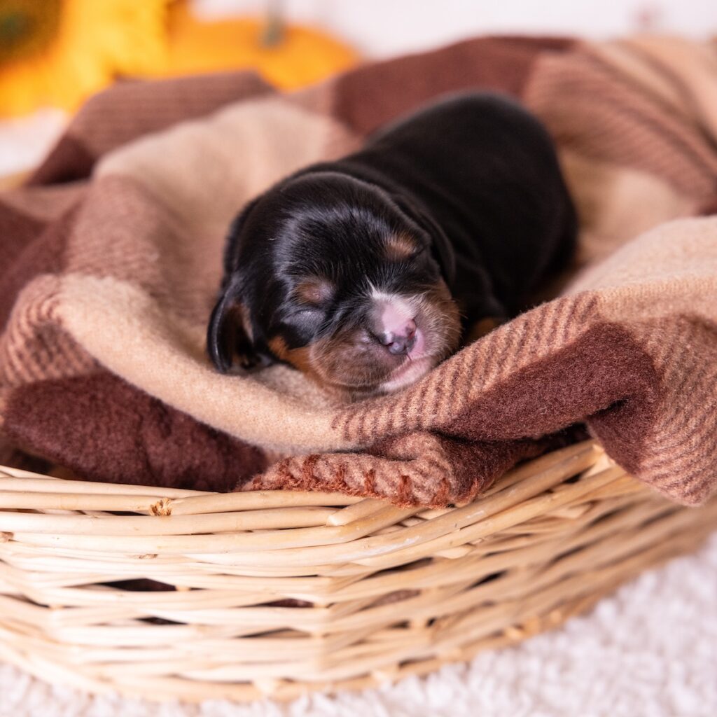 king charles cavalier black and tan puppy