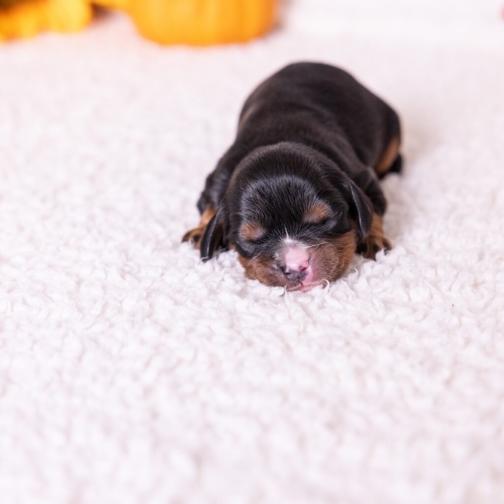king charles cavalier black and tan puppy for sale