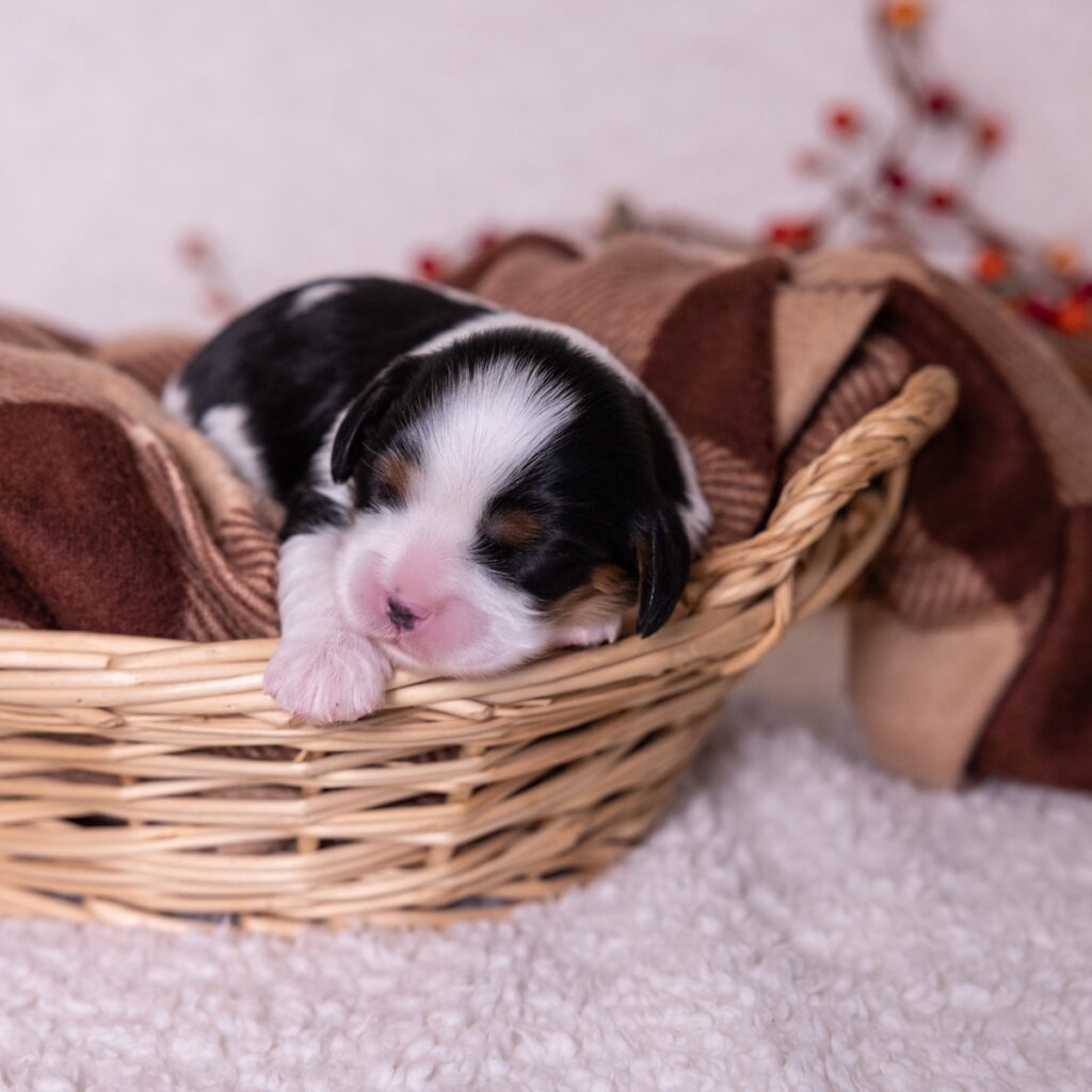 king charles cavalier tri color
