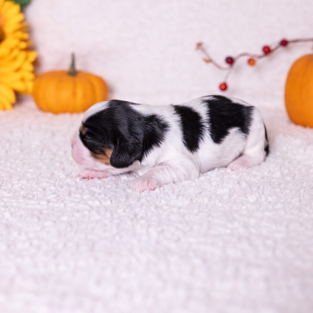 king charles cavalier tri color breeder