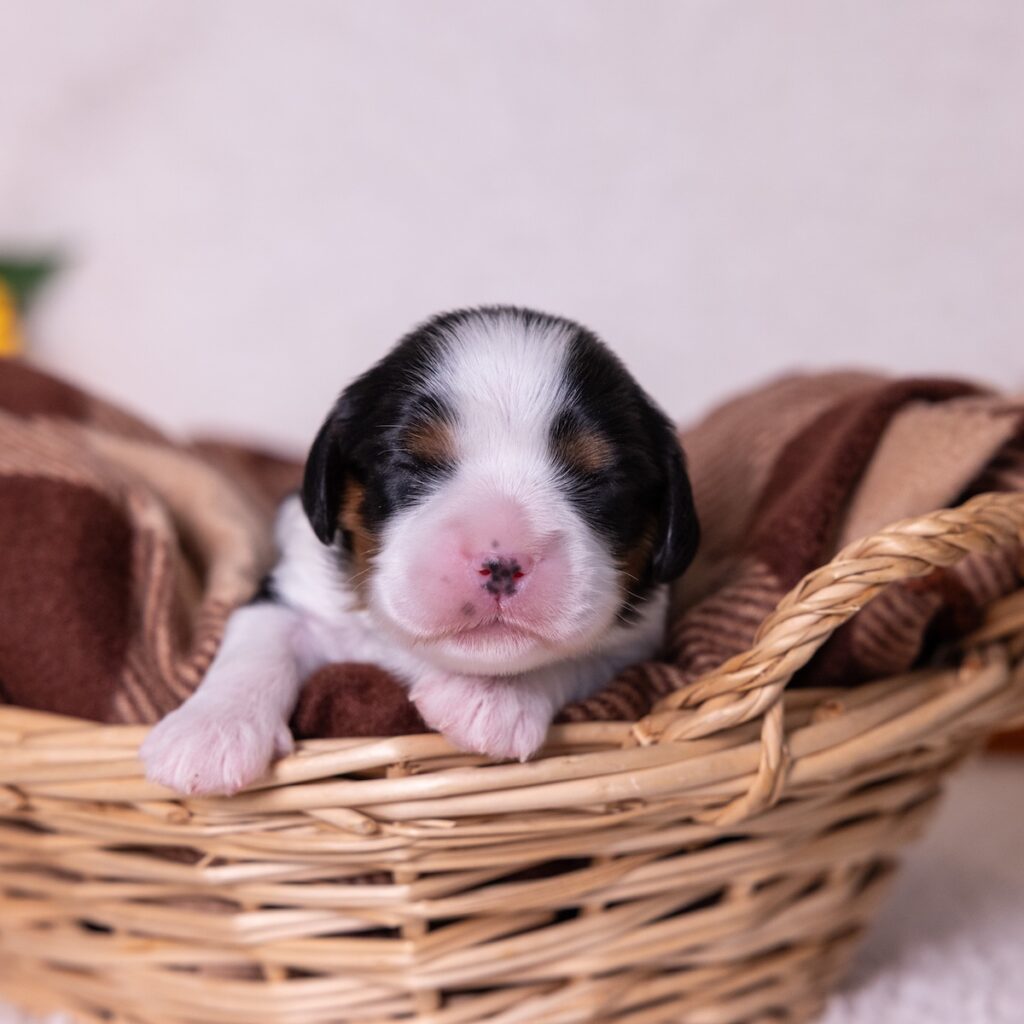 king charles cavalier tri color puppies