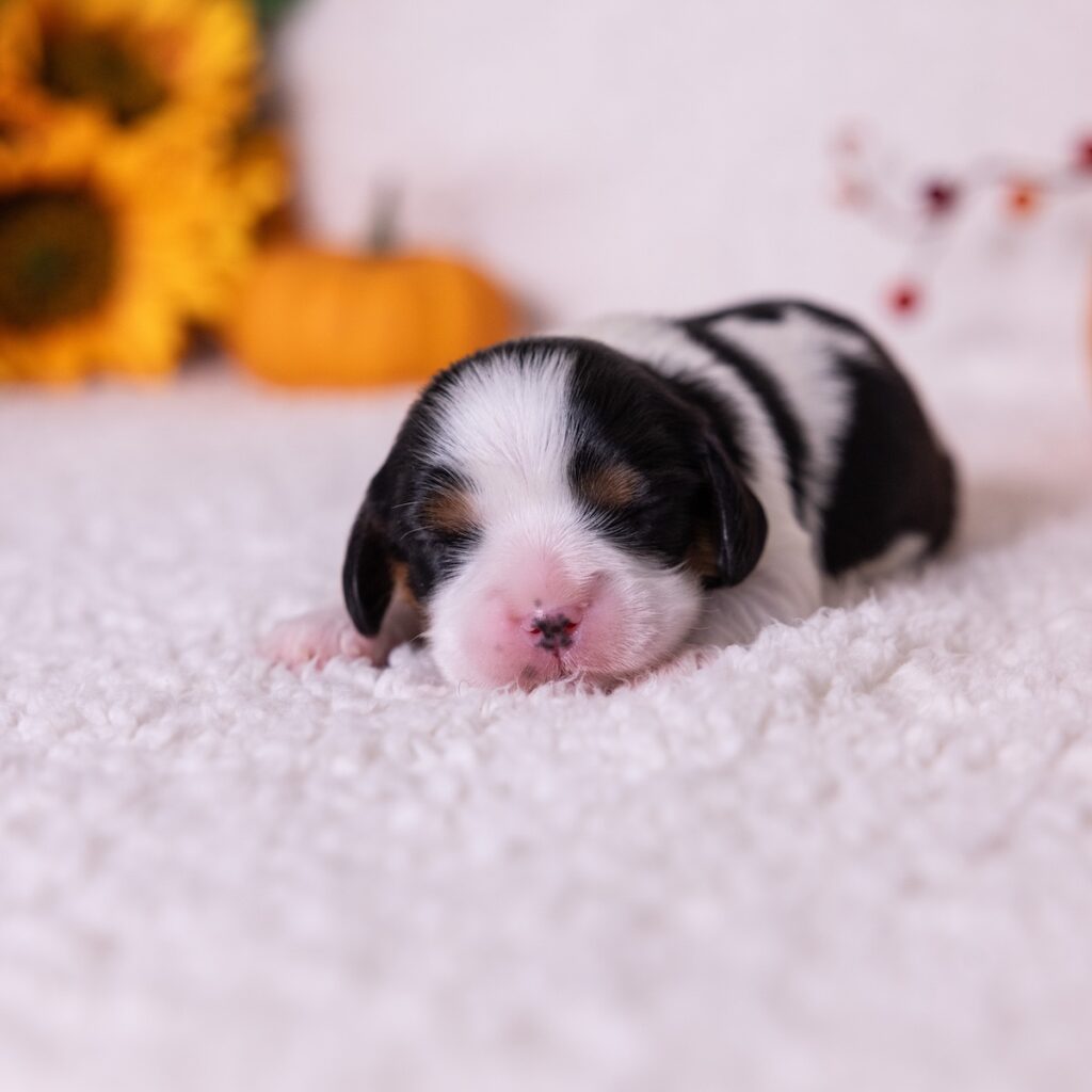 king charles cavalier tri color puppies for sale