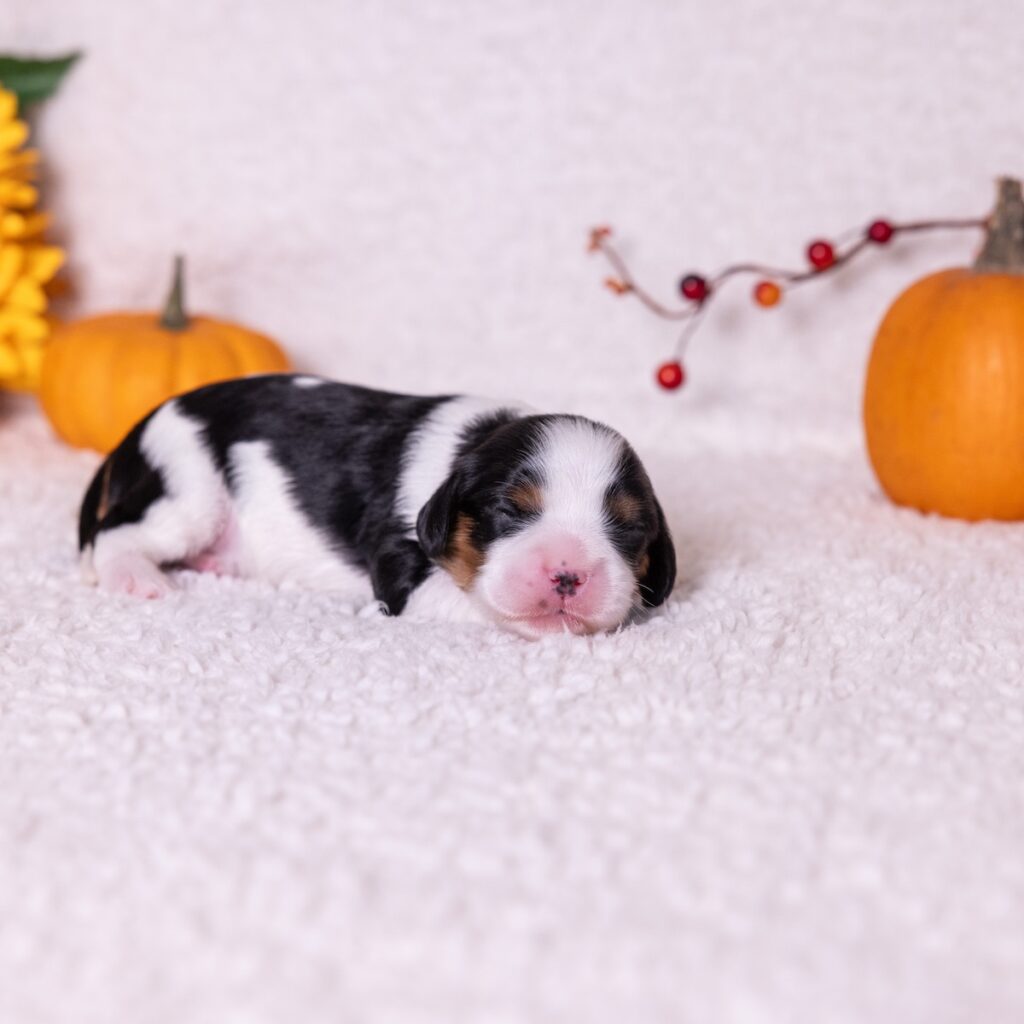king charles cavalier tri color puppies near me