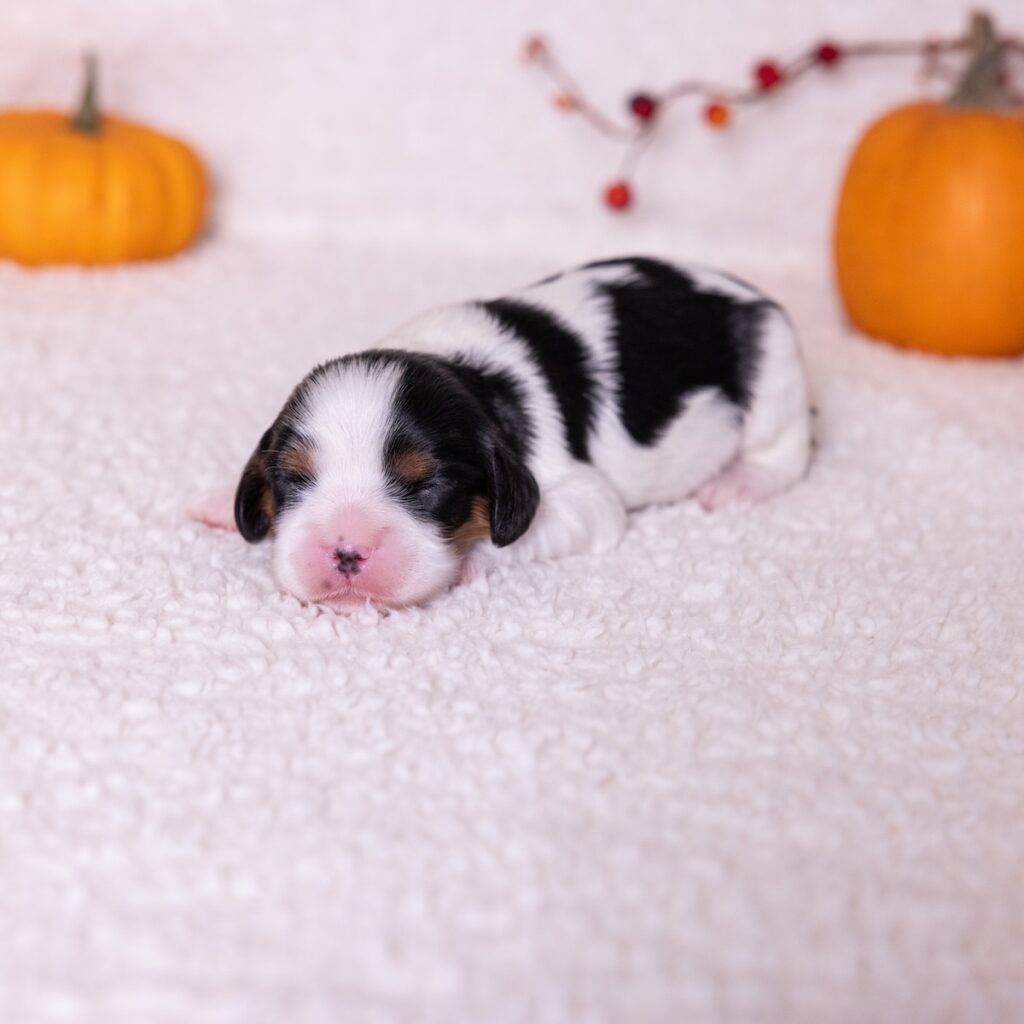 king charles cavalier tri color puppy