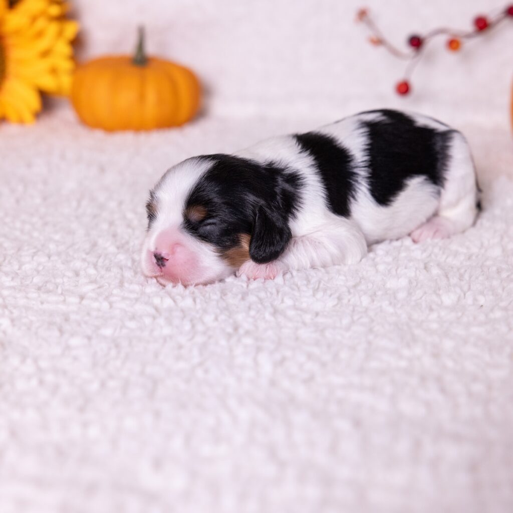 king charles cavalier tri color puppy for sale near me ny
