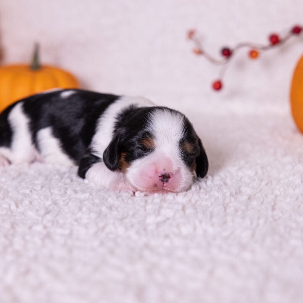 king charles cavalier tri color puppy for sale pa