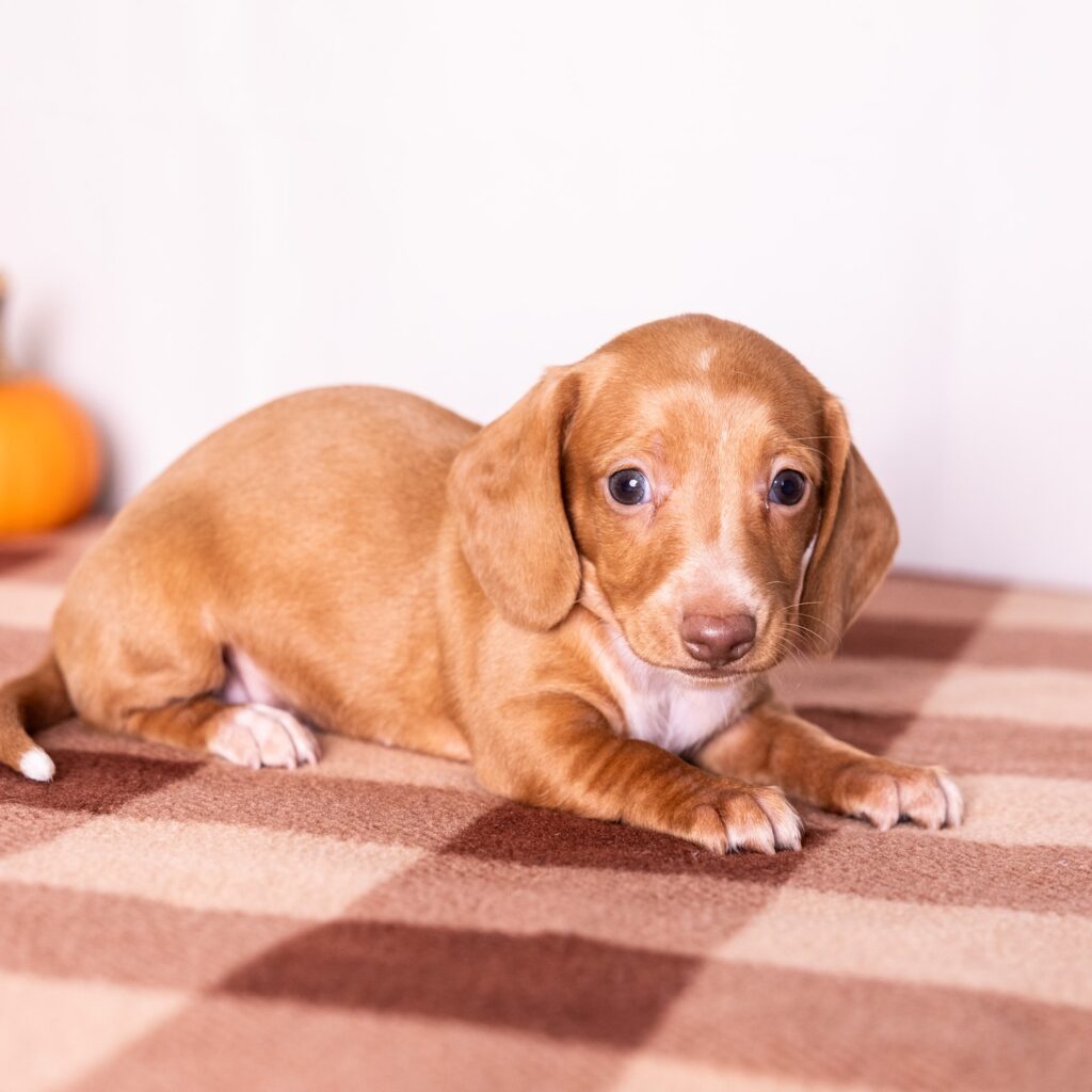 red mini dachshund