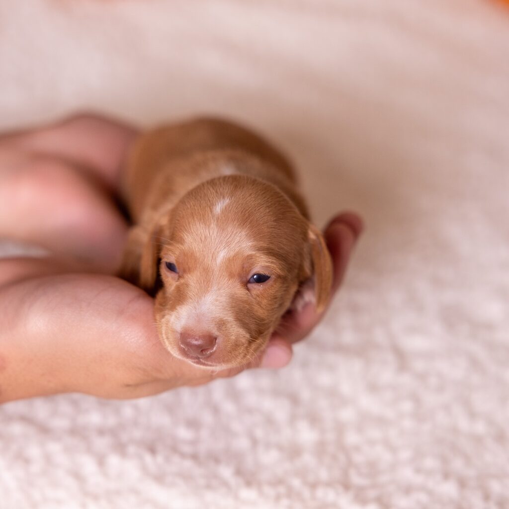 red mini dachshund