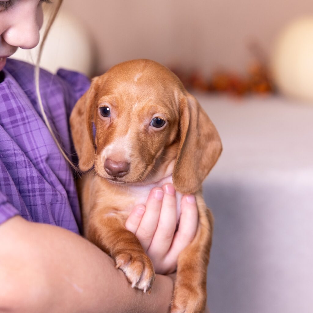 red mini dachshund