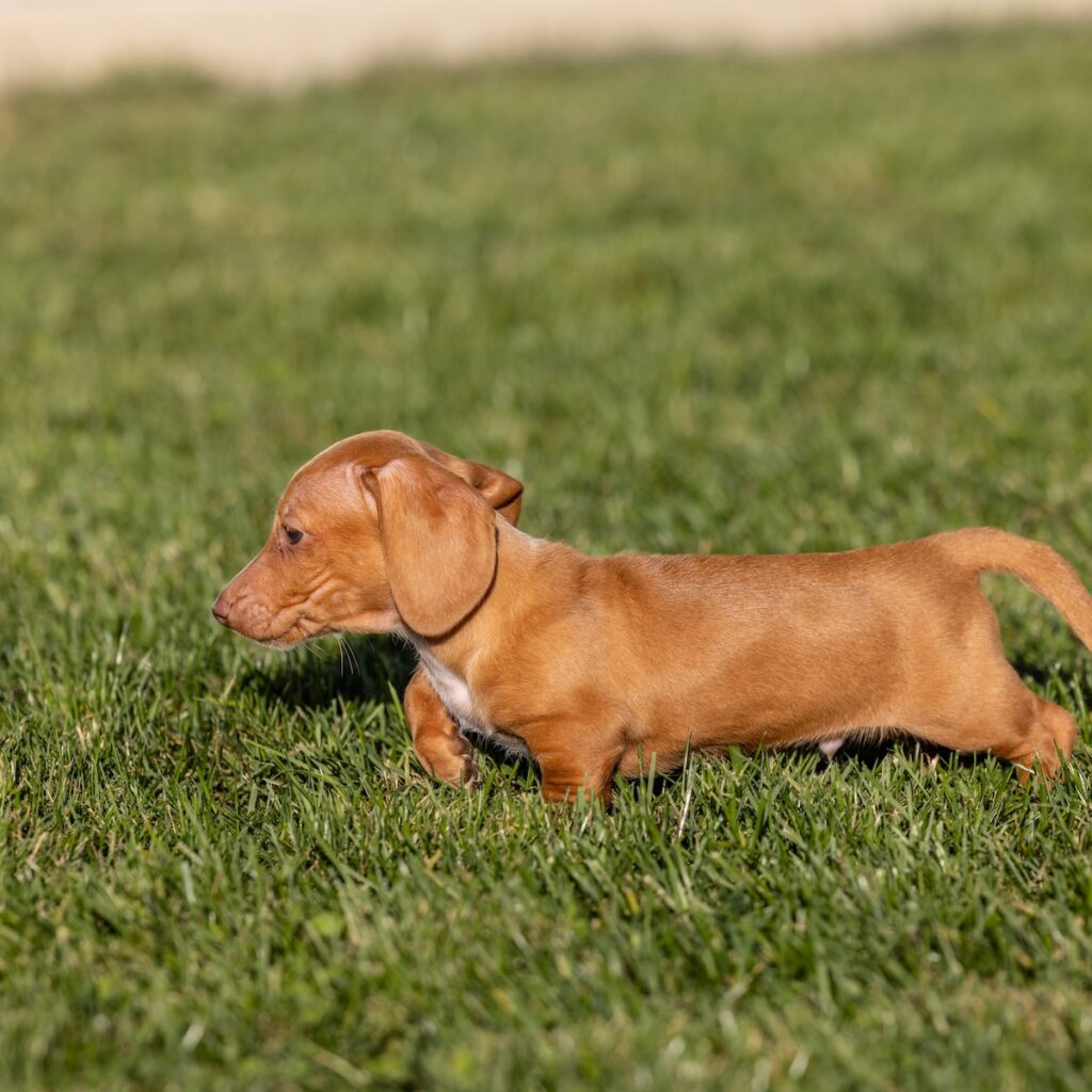 red mini dachshund