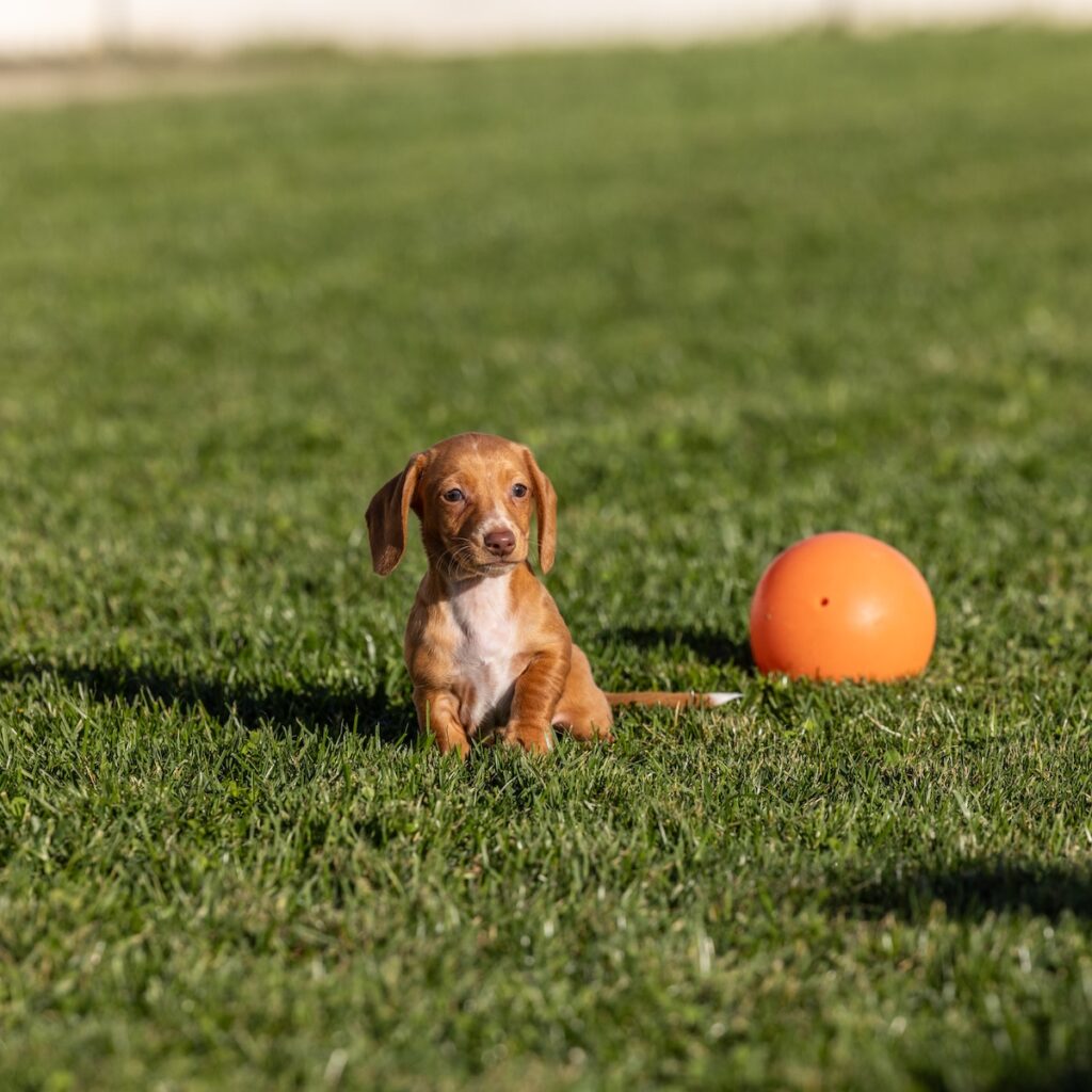 red mini dachshund for sale