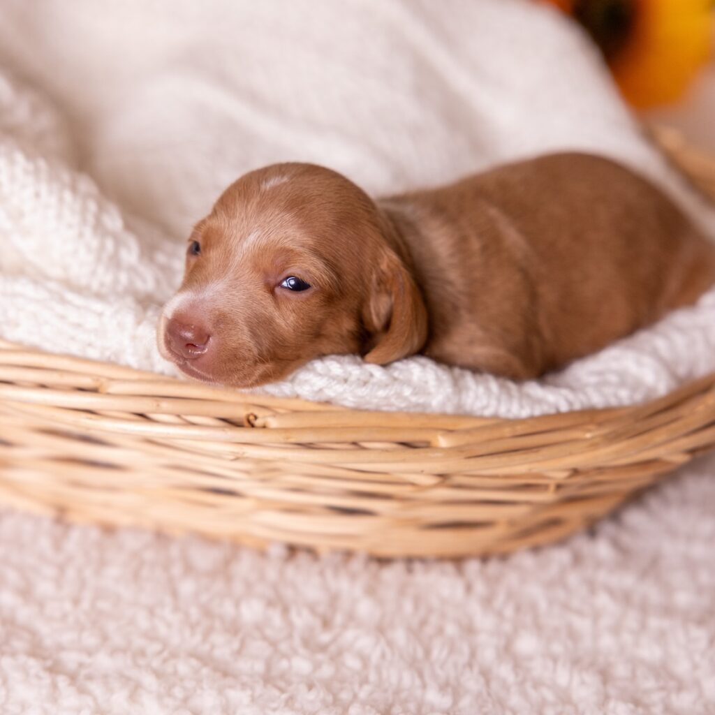 red mini dachshund for sale near dc