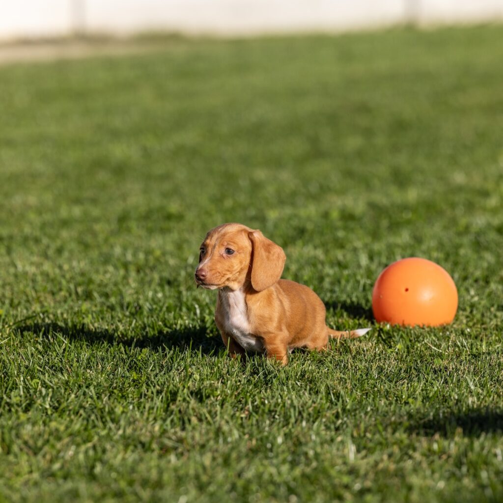 red mini dachshund for sale near me