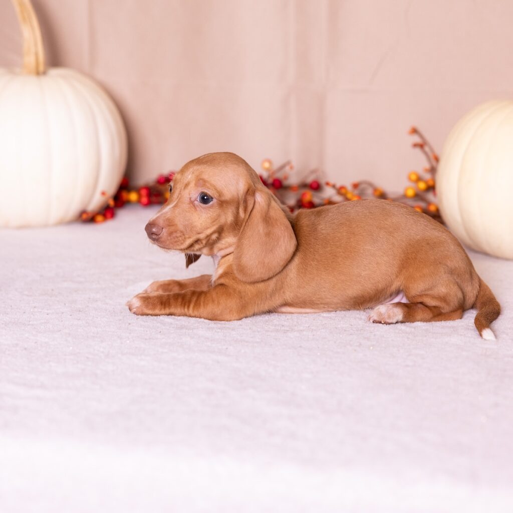 red mini dachshund for sale near me