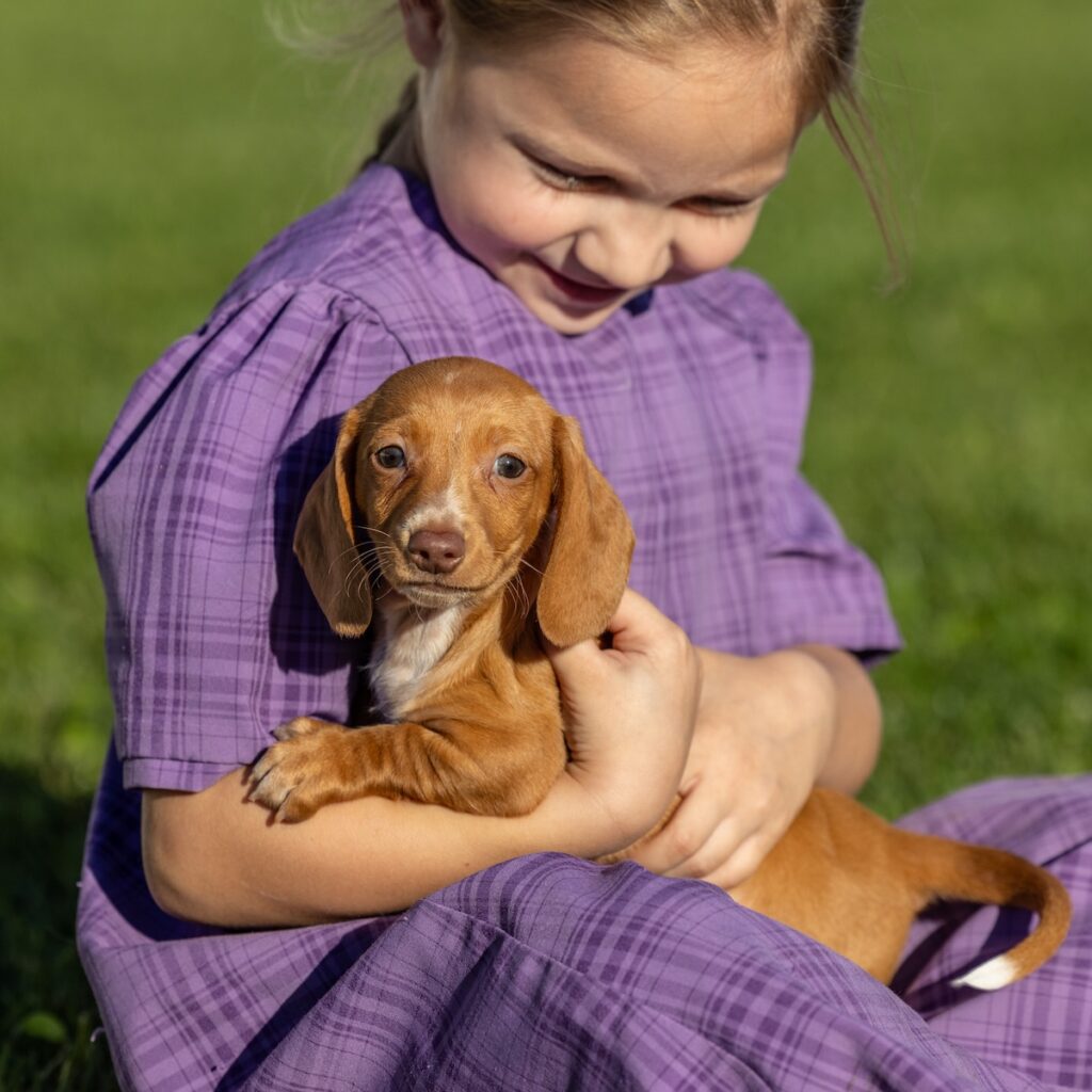 red mini dachshund for sale pa