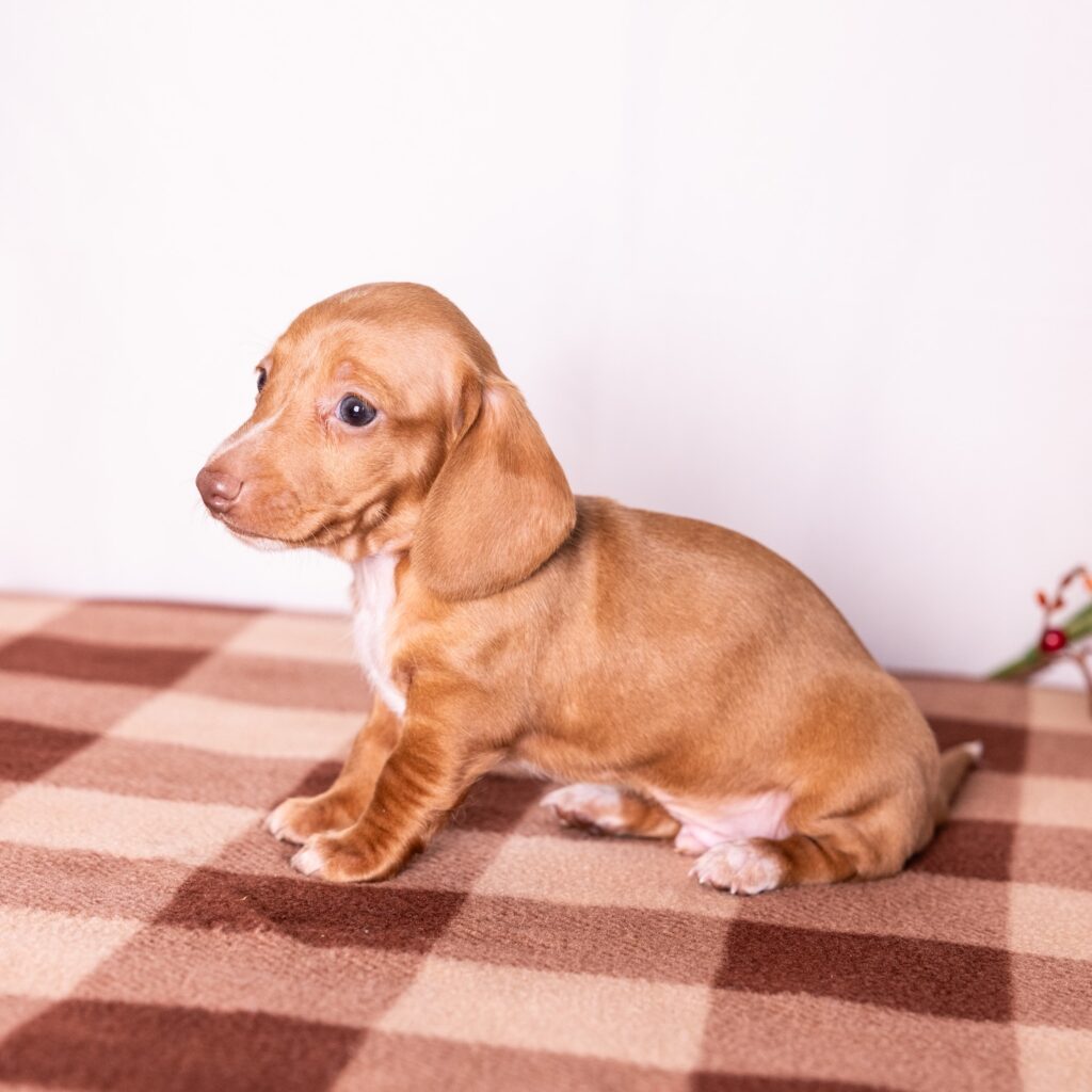 red mini dachshund puppies