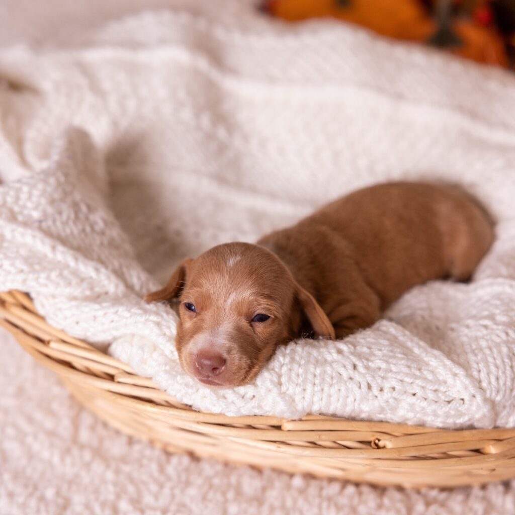 red mini dachshund puppies