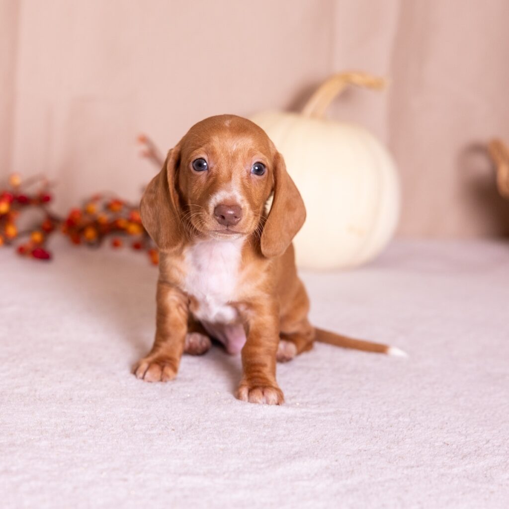 red mini dachshund puppies